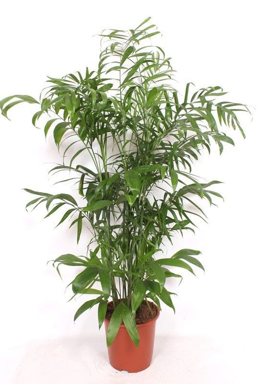 Chamaedorea seifrizii 150cm 27cm Pot