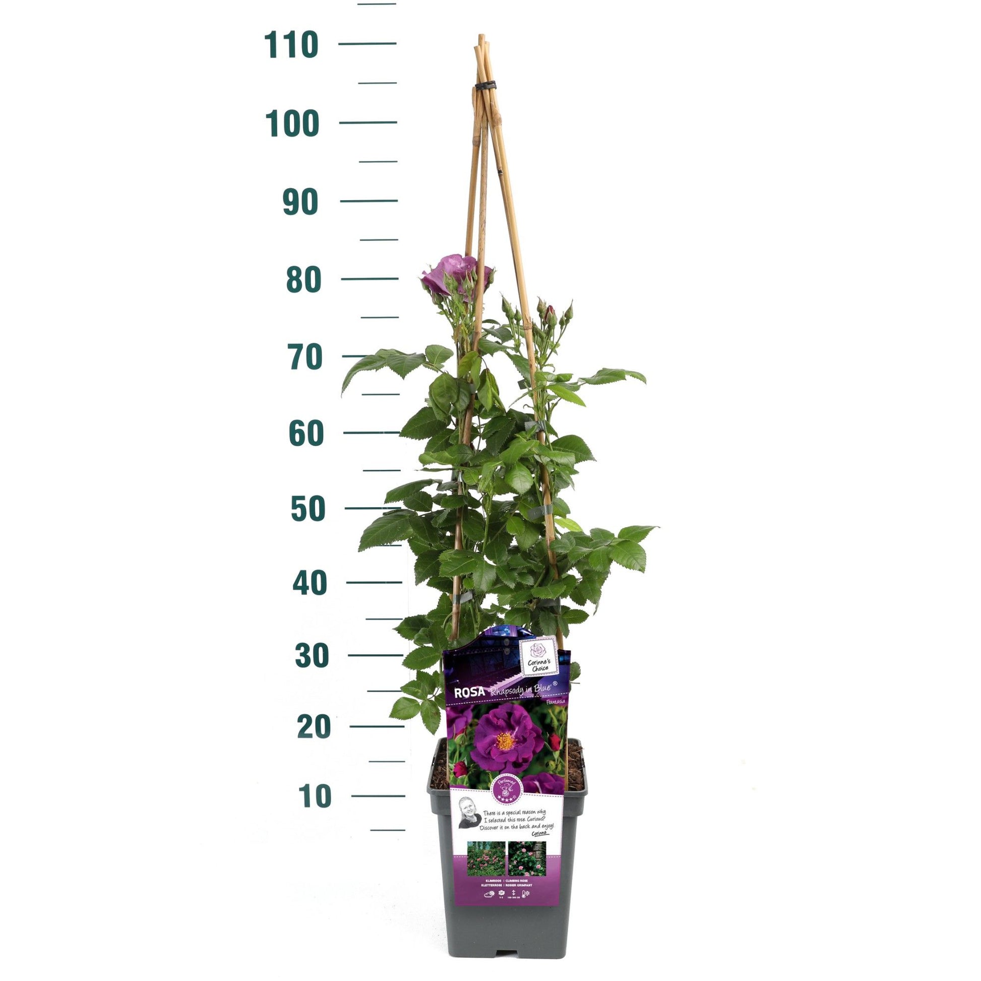 Rosa Hybrid 70cm 23cm Pot
