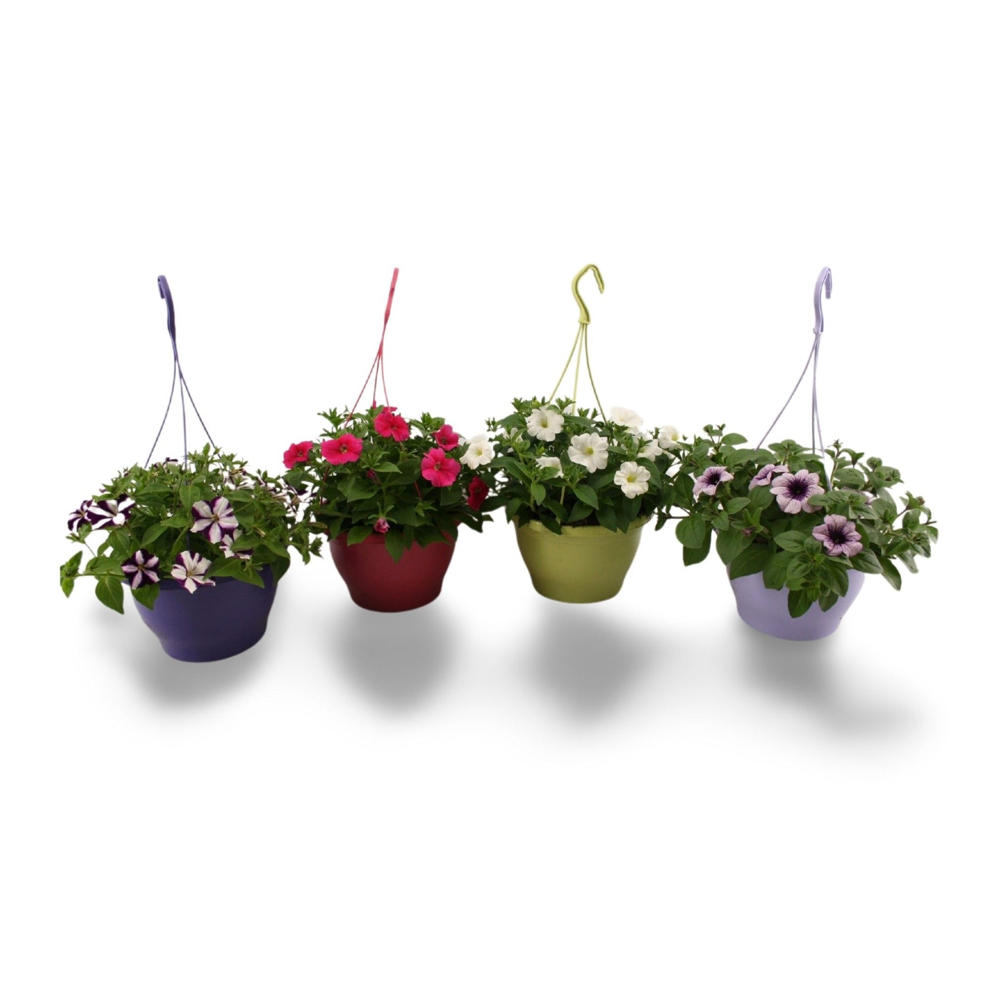 Petunia mix 35cm 21cm Pot
