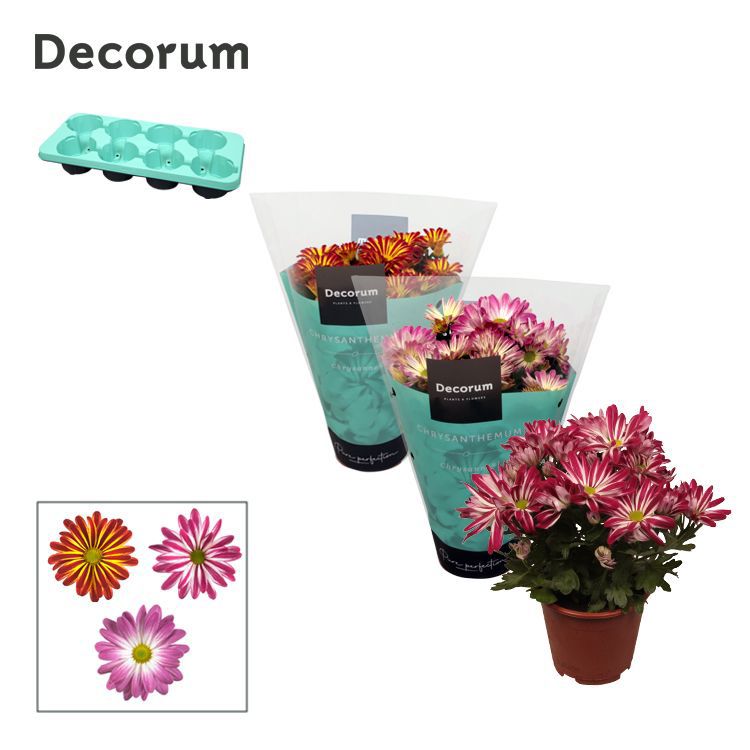 Chrysanthemum bicolour mix 25cm 13cm Pot