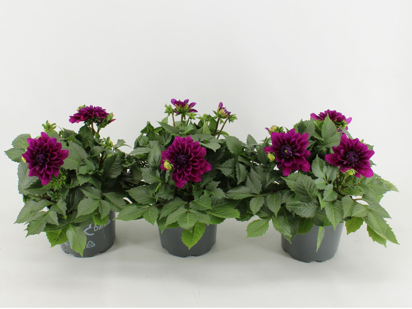 Dahlia Dalina Maxi Purple 45cm 17cm Pot