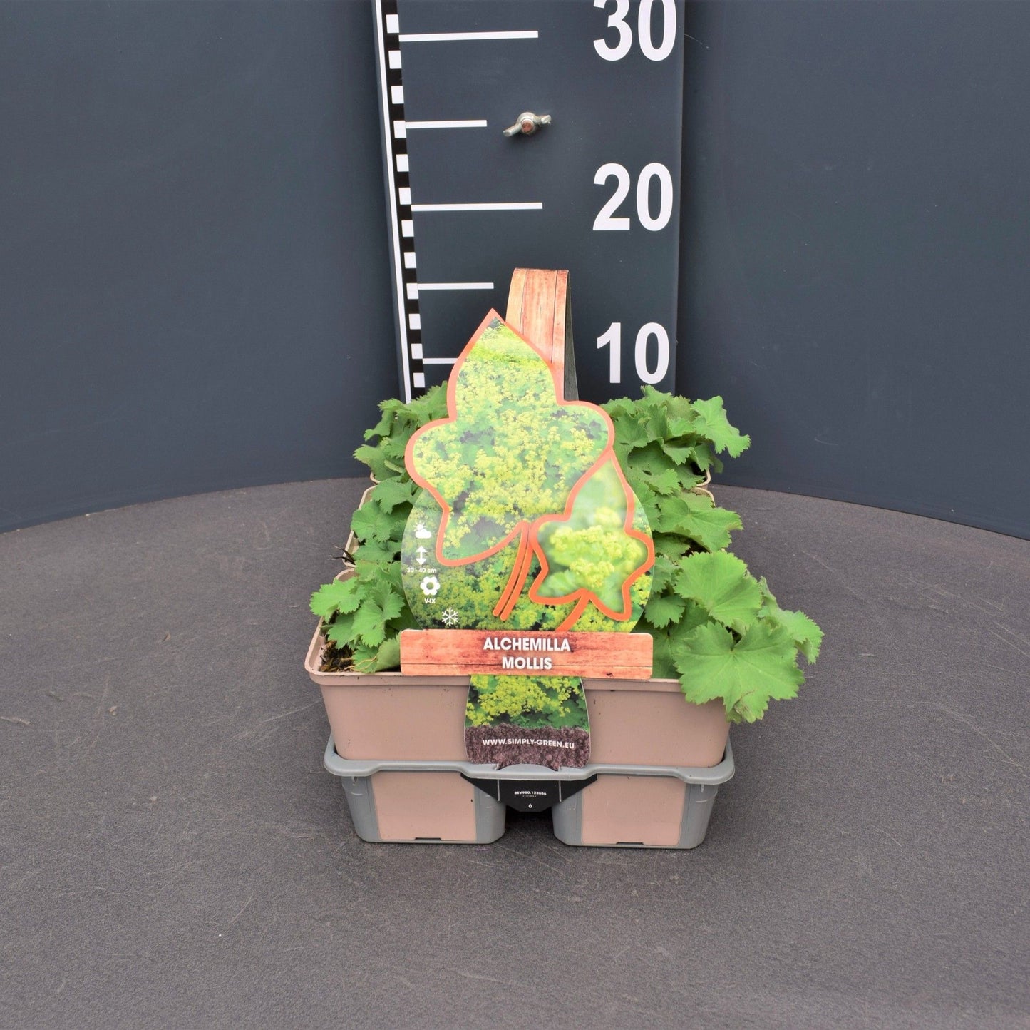 Alchemilla mollis 6-pack 5cm 9cm Pot