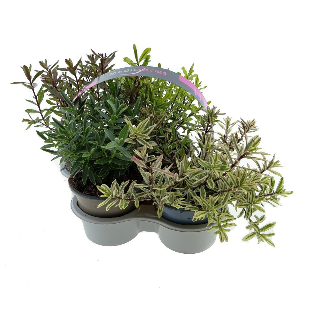 Hebe Magicolor 4-pack 15cm 510cm Pot