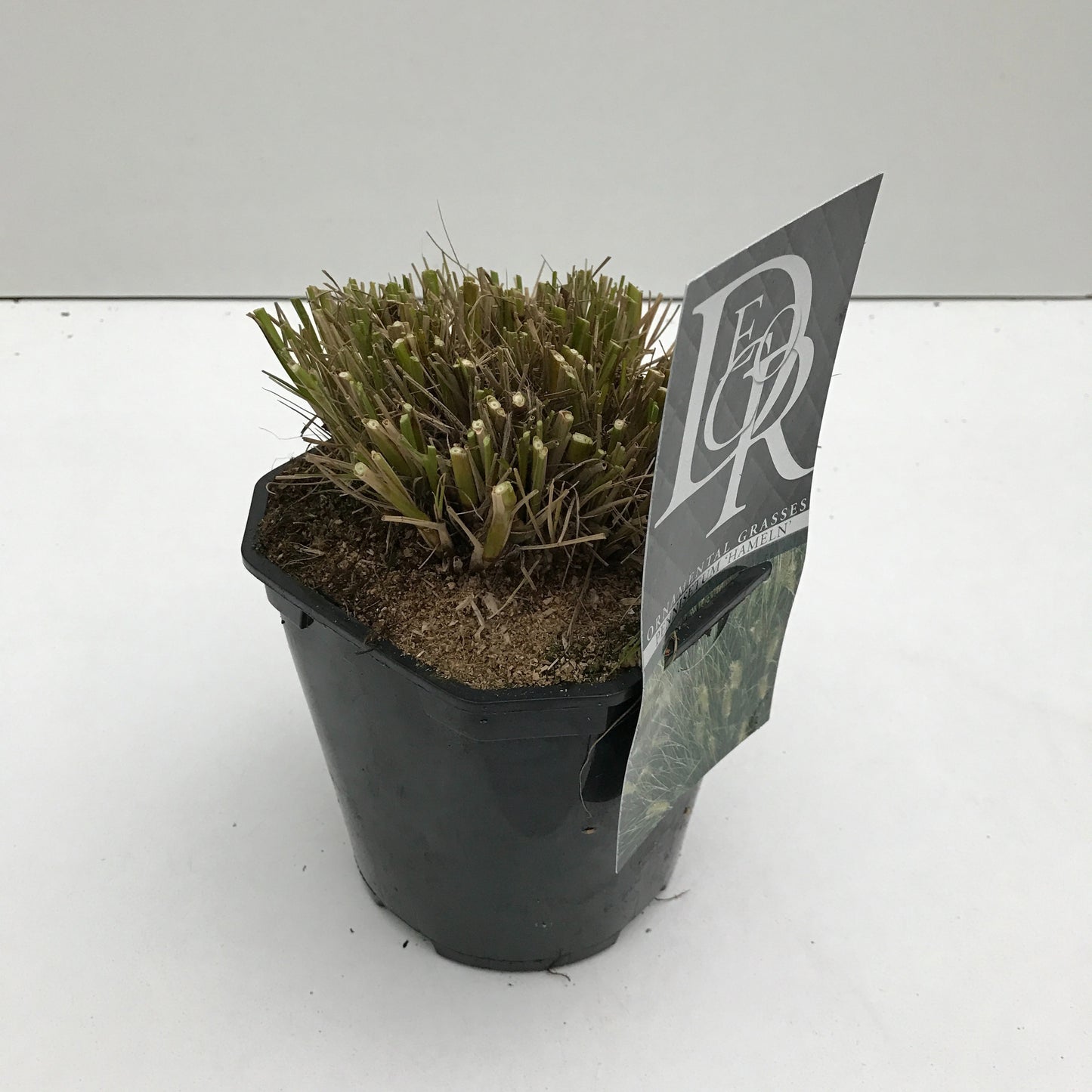 Pennisetum Hameln 30cm 17cm Pot