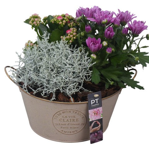 PTSO6015 Arrangementen Tuinplanten 26cm 23cm Pot
