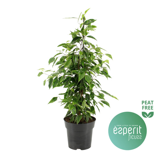 Ficus benj. Anastasia 70cm 17cm Pot