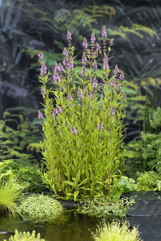 Stachys palustris 20cm 9cm Pot