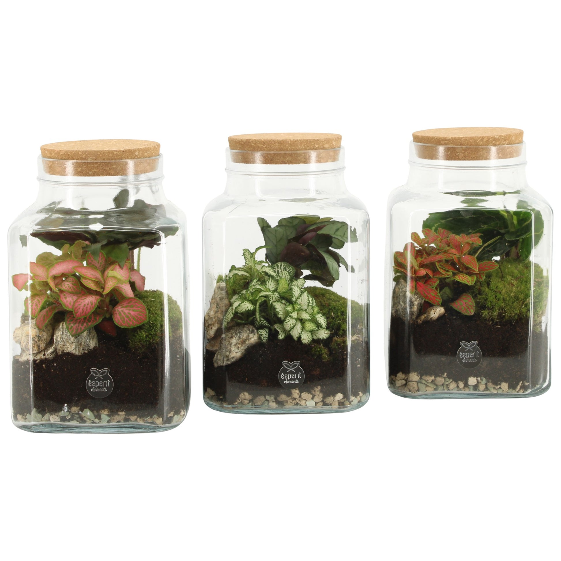 Glass Terrarium 20cm 13cm Pot