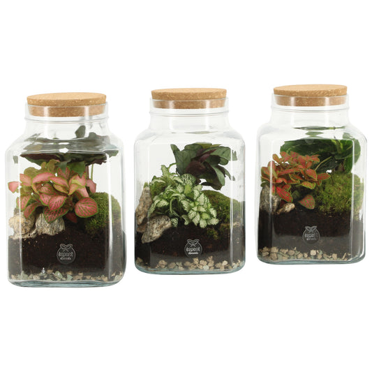 Glass Terrarium 20cm 13cm Pot