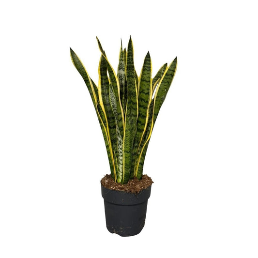 Sansevieria Laurentii 70cm 19cm Pot