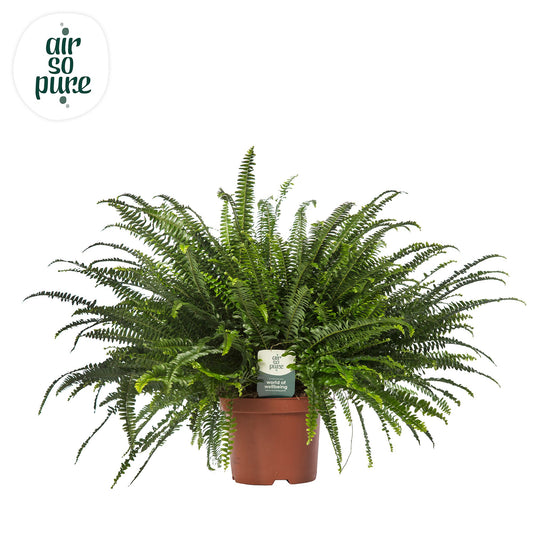 Nephrolepis Green Lady 80cm 26cm Pot