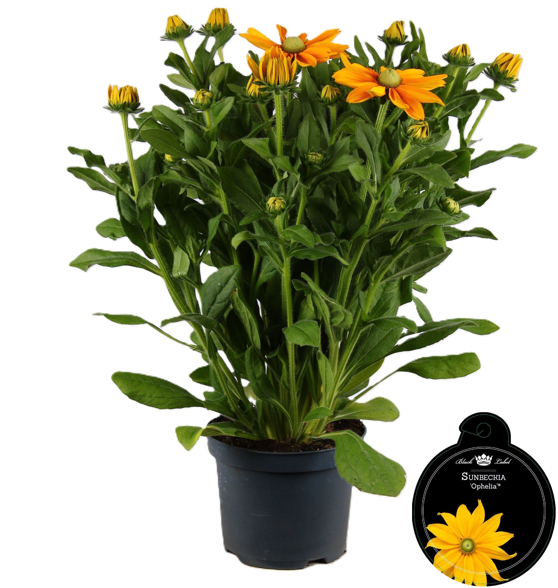 Rudbeckia Sunbeckia Ophelia 55cm 19cm Pot