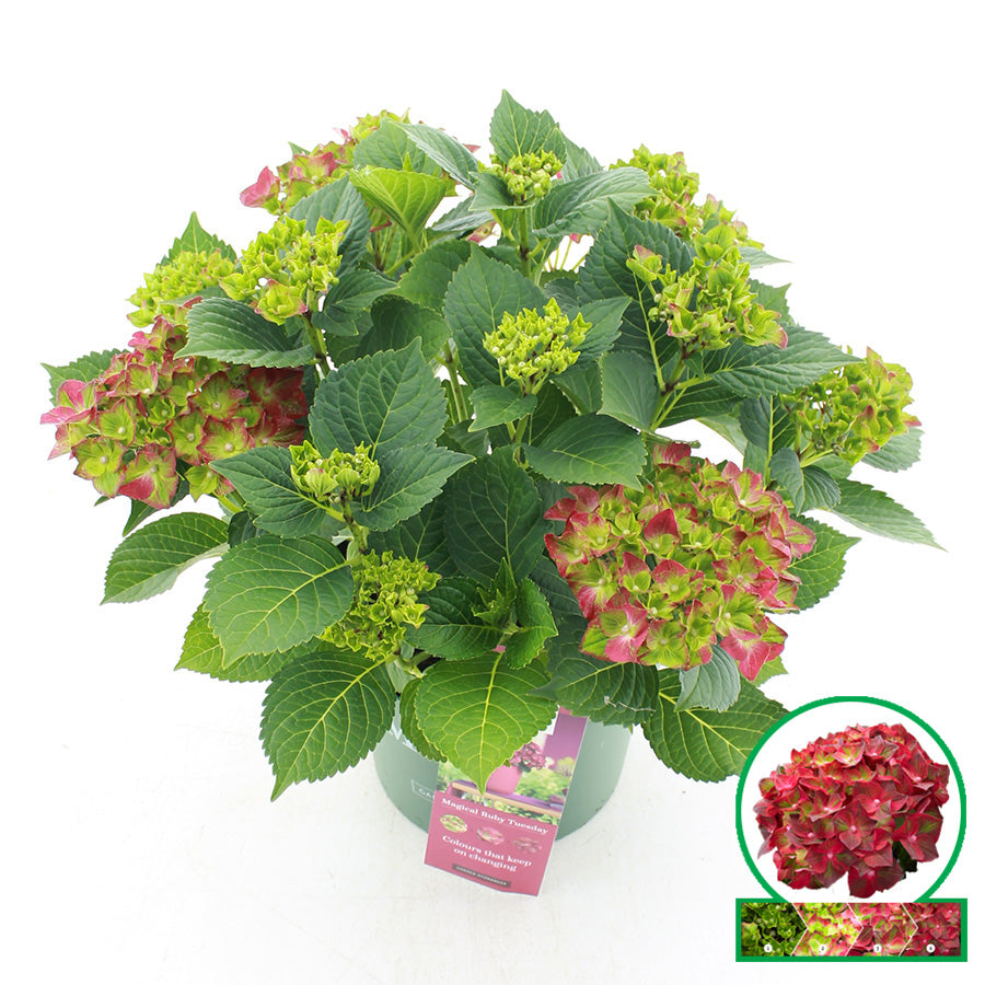 Hydrangea Magical Ruby 45cm 23cm Pot
