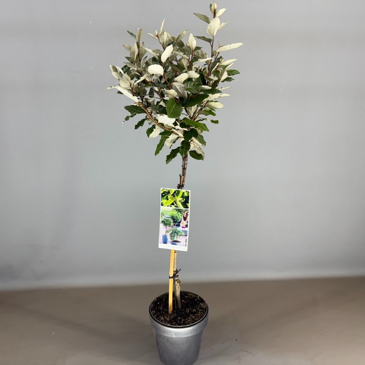 Elaeagnus Ebbingei 85cm 19cm Pot