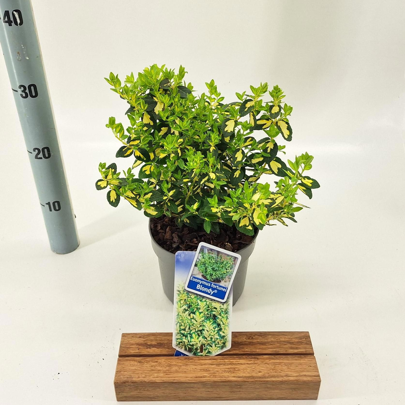 Euonymus Blondy 20cm 17cm Pot