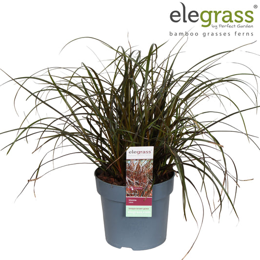 Uncinia Rubra 40cm 14cm Pot