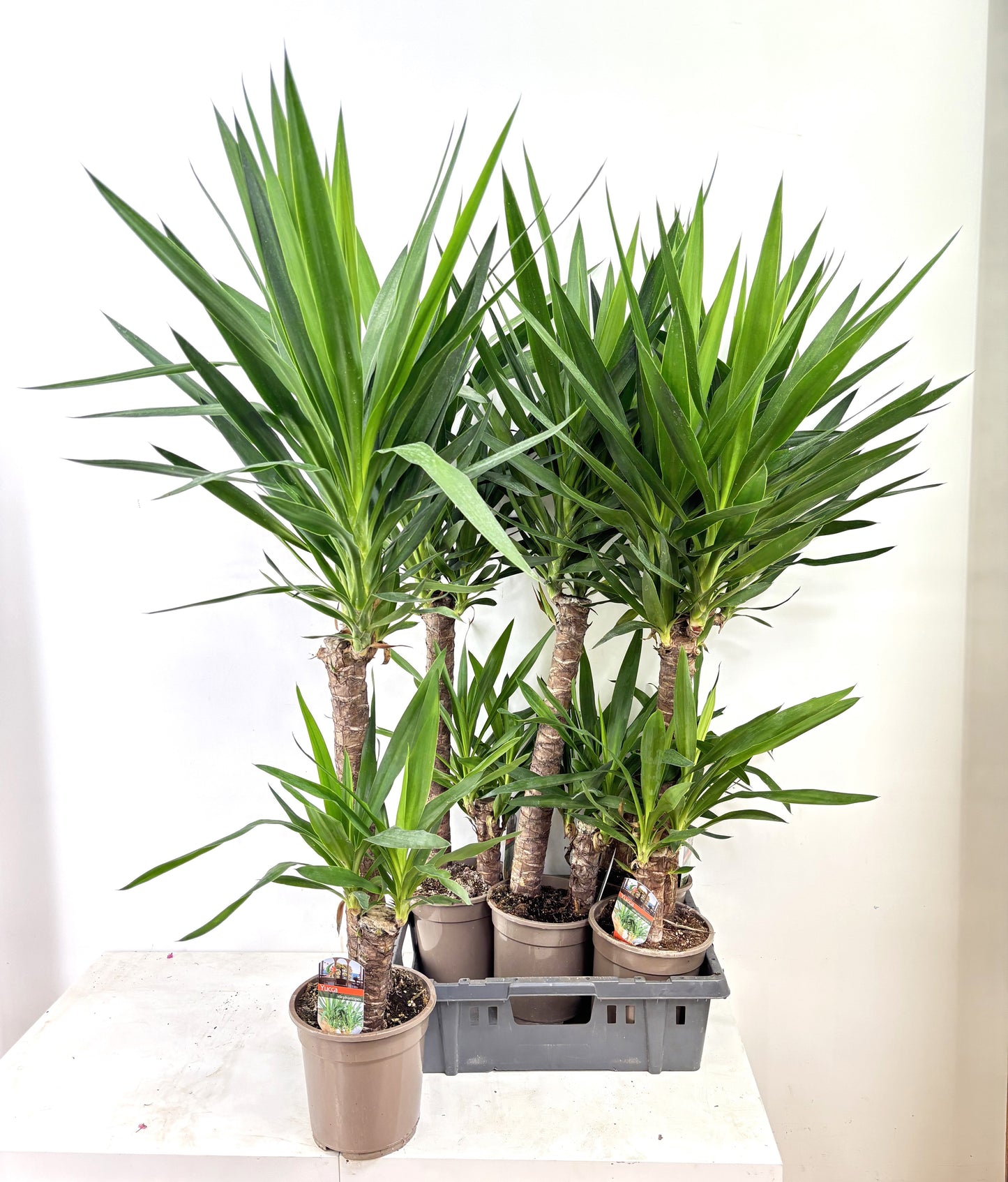 Yucca elephantipes 120cm 19cm Pot