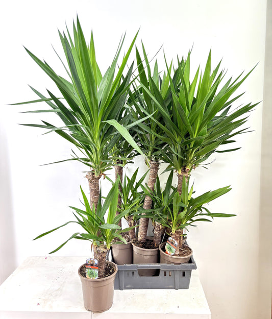 Yucca elephantipes 120cm 19cm Pot