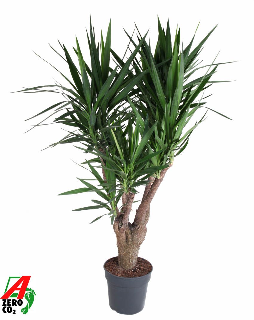 Yucca branched 170cm 34cm Pot