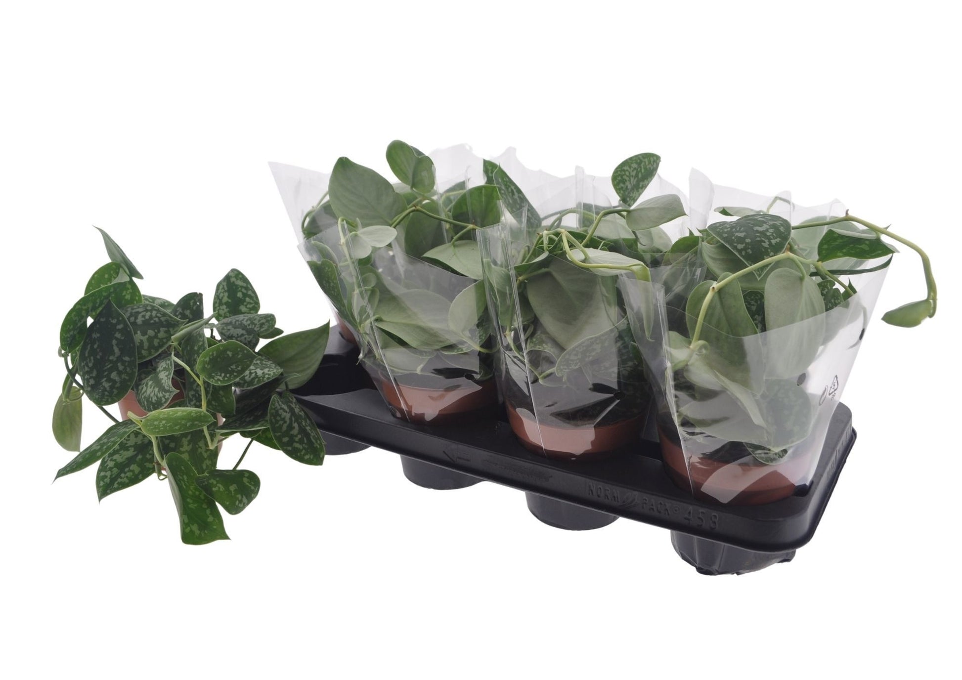 Scindapsus pic. Trebie 20cm 12cm Pot