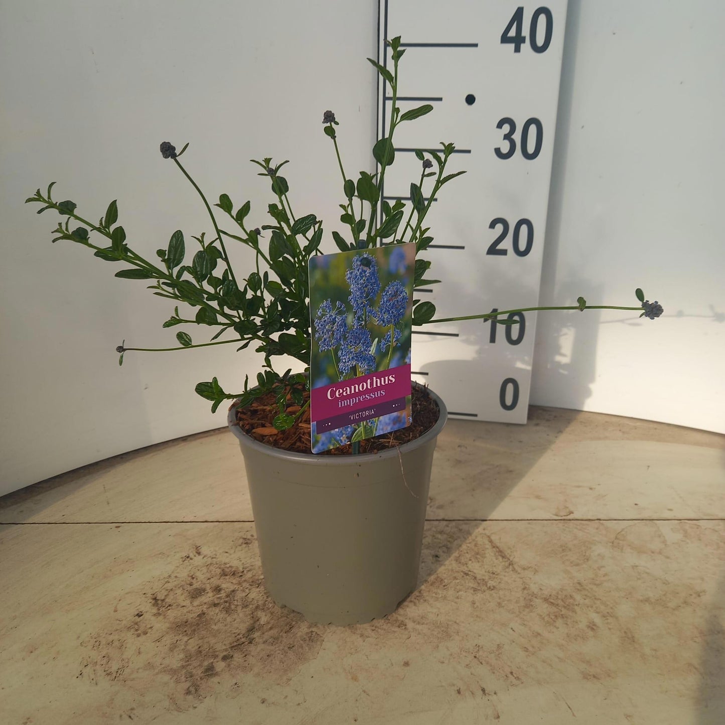 Ceanothus Victoria 30cm 17cm Pot