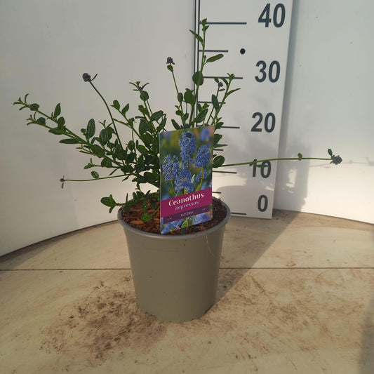 Ceanothus Victoria 30cm 17cm Pot