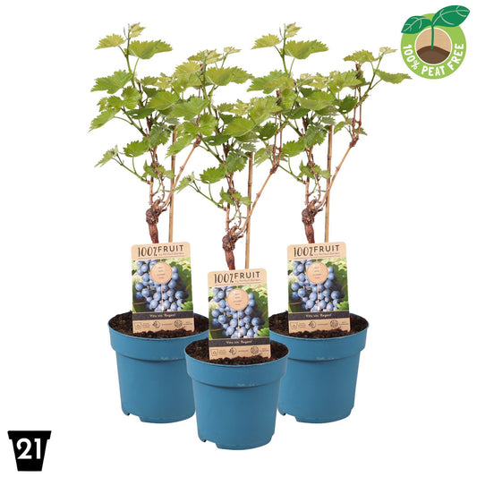 Vitis vinifera Regent 65cm 21cm Pot