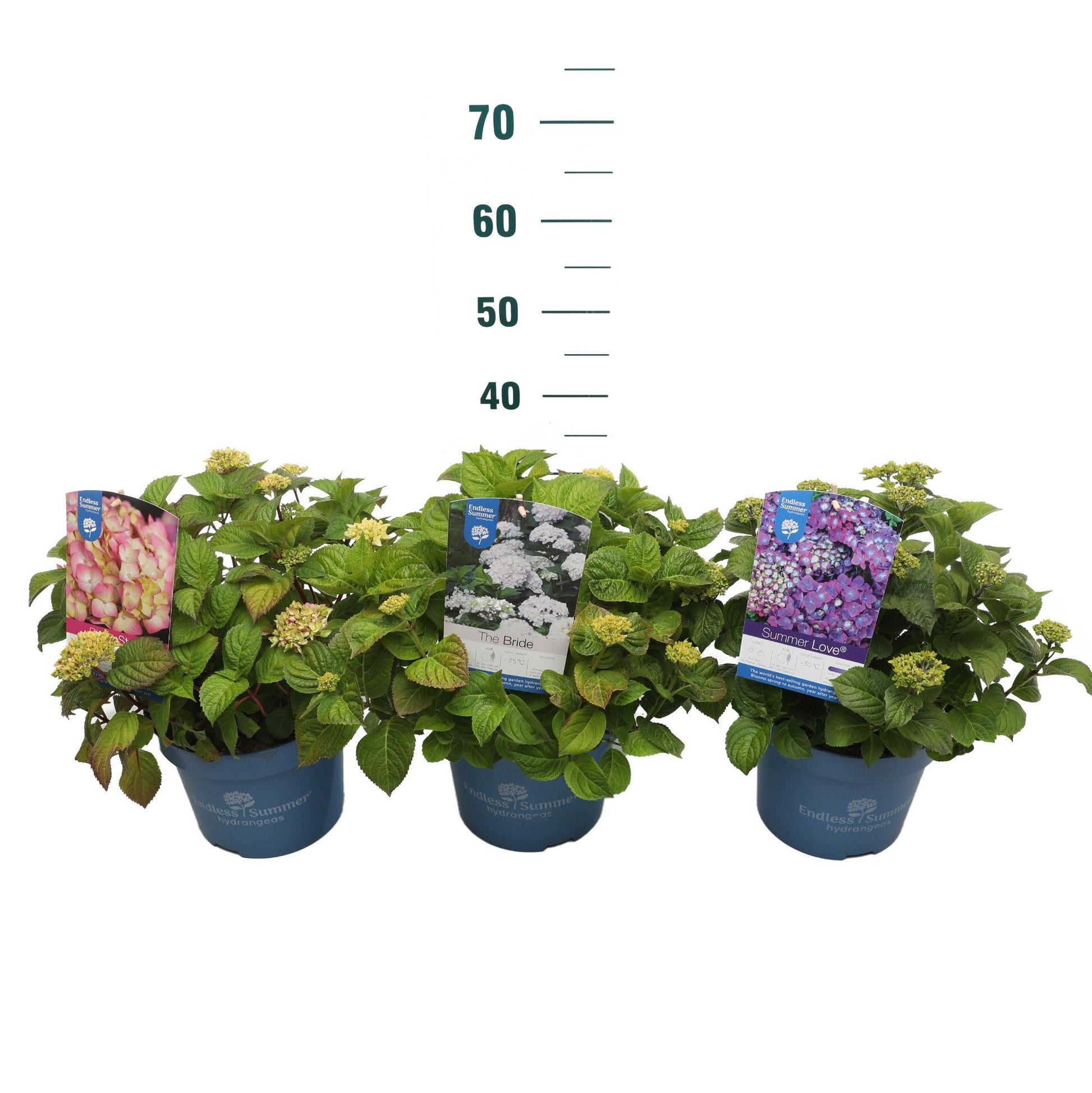 Hydrangea Endless Summer 30cm 23cm Pot