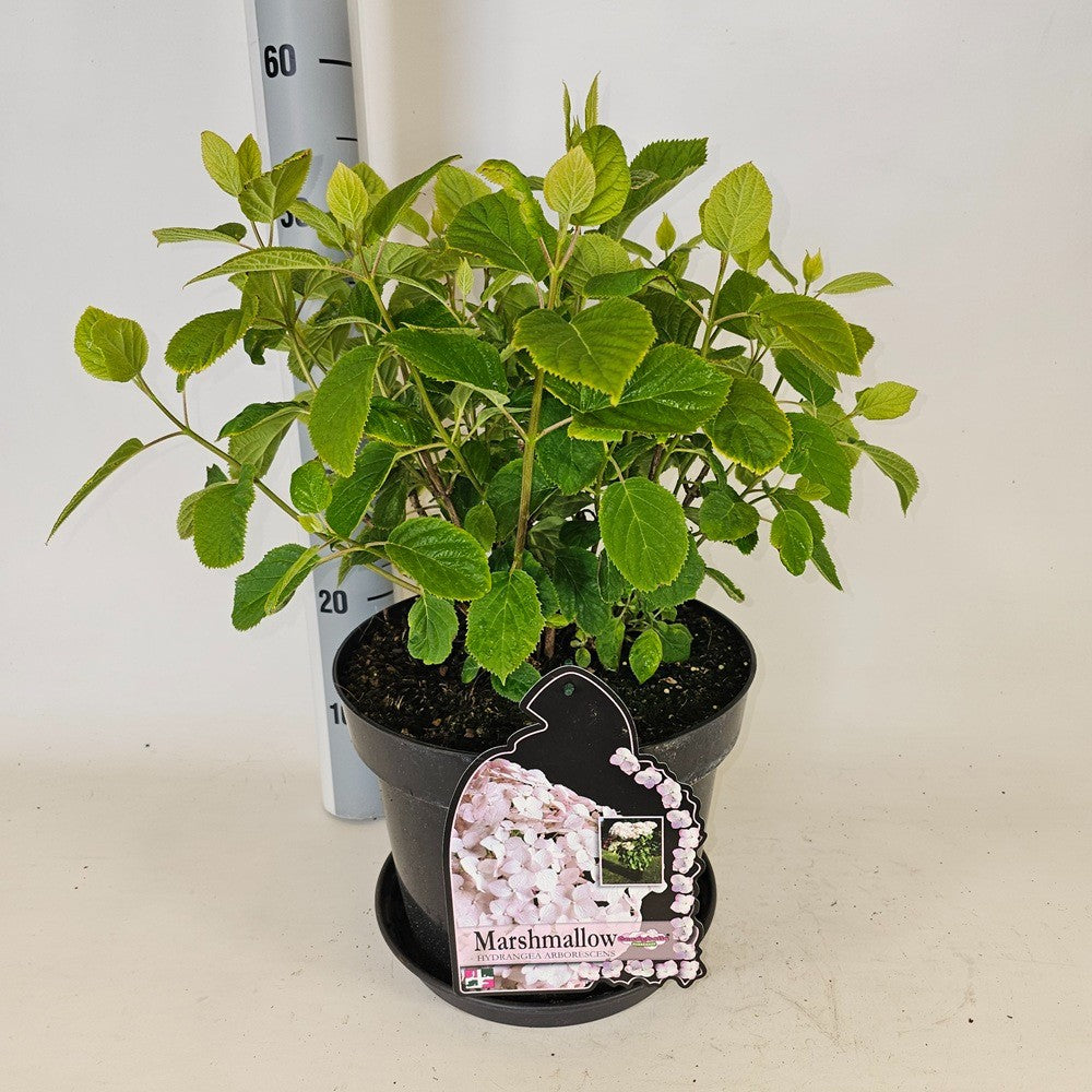 Hydrangea arborescens mix 80cm 29cm Pot