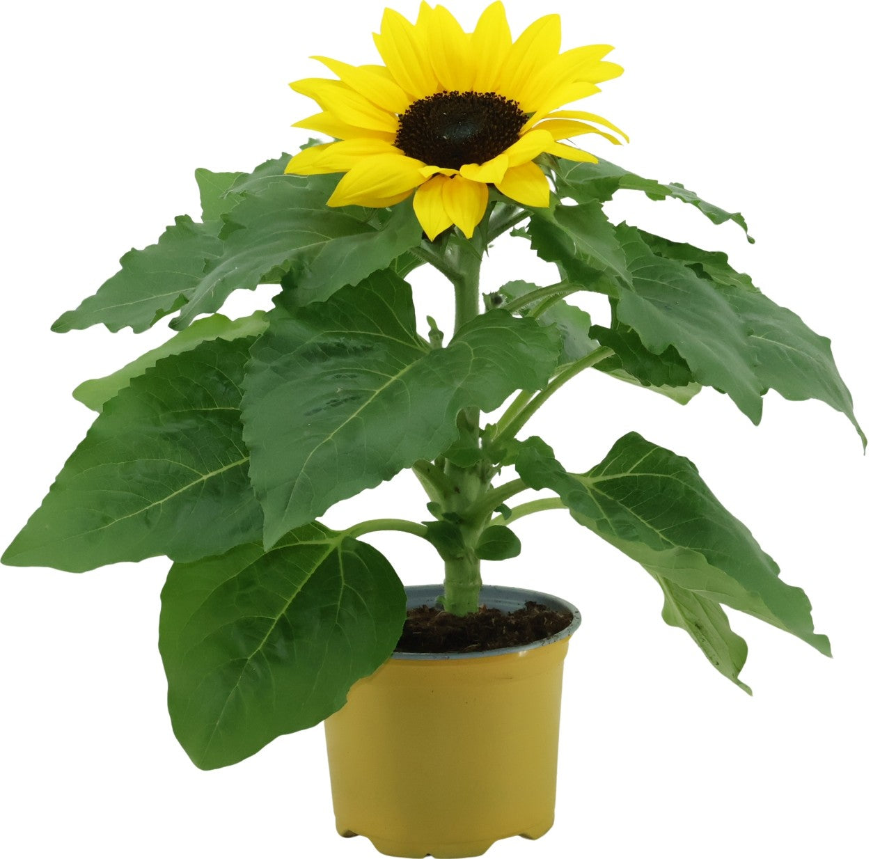 Helianthus Sunsation (Sunflower) 35cm 12cm Pot