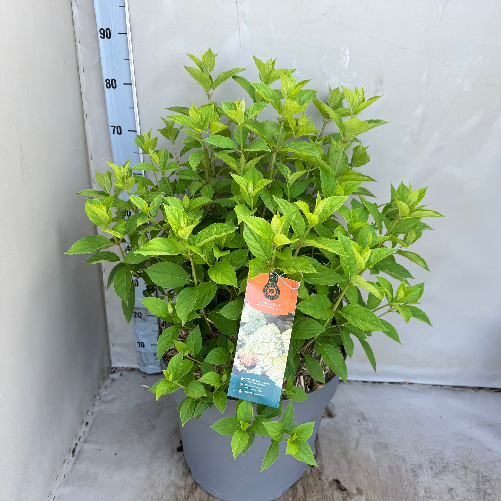 Hydrangea pan. Limelight 65cm 40cm Pot