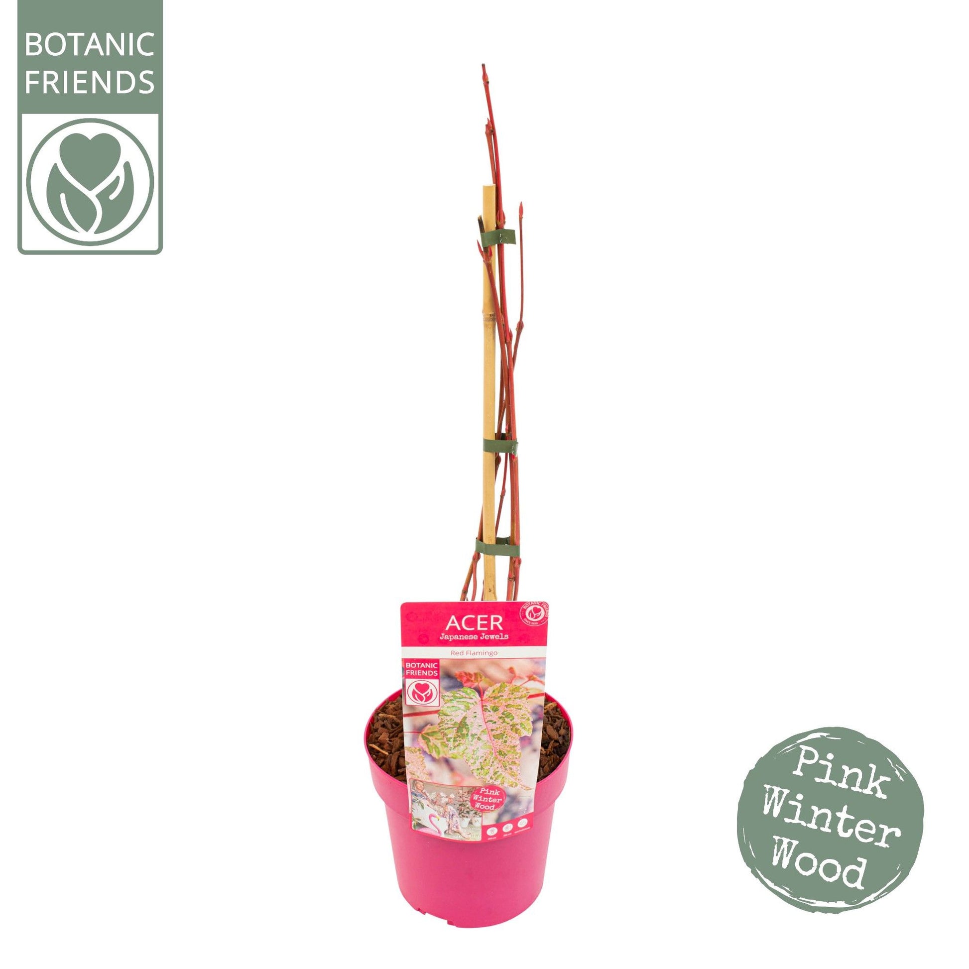 Acer Red Flamingo 60cm 19cm Pot