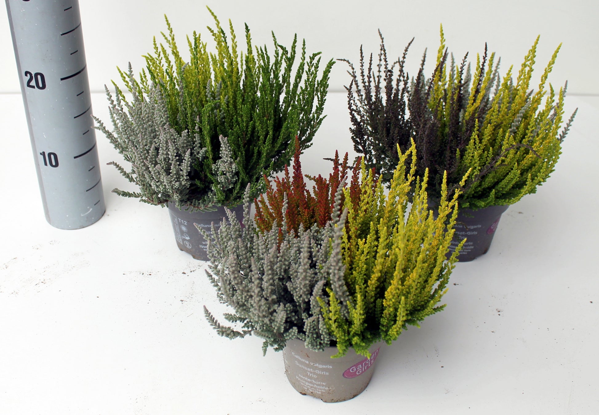 Calluna Garden Girls Sunset trio 25cm 12cm Pot