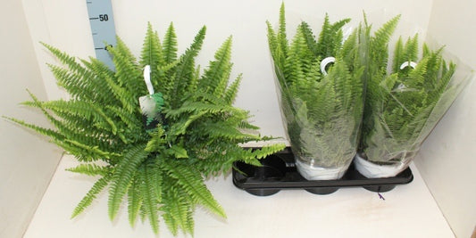 Nephrolepis Sonata 60cm 19cm Pot