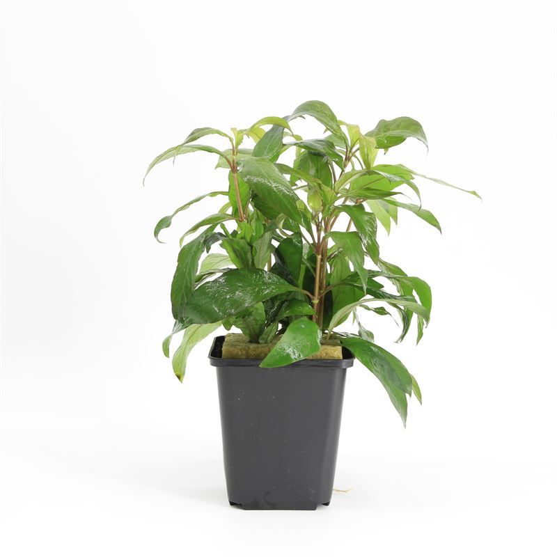 Nomaphila siamensis 15cm 9cm Pot