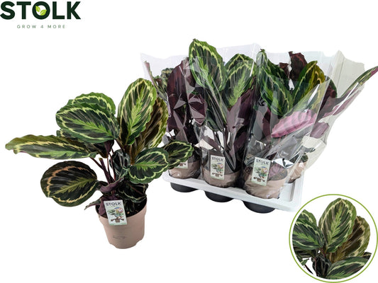 Calathea Medallion 60cm 17cm Pot
