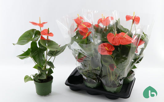 Anthurium Nebraska 60cm 17cm Pot