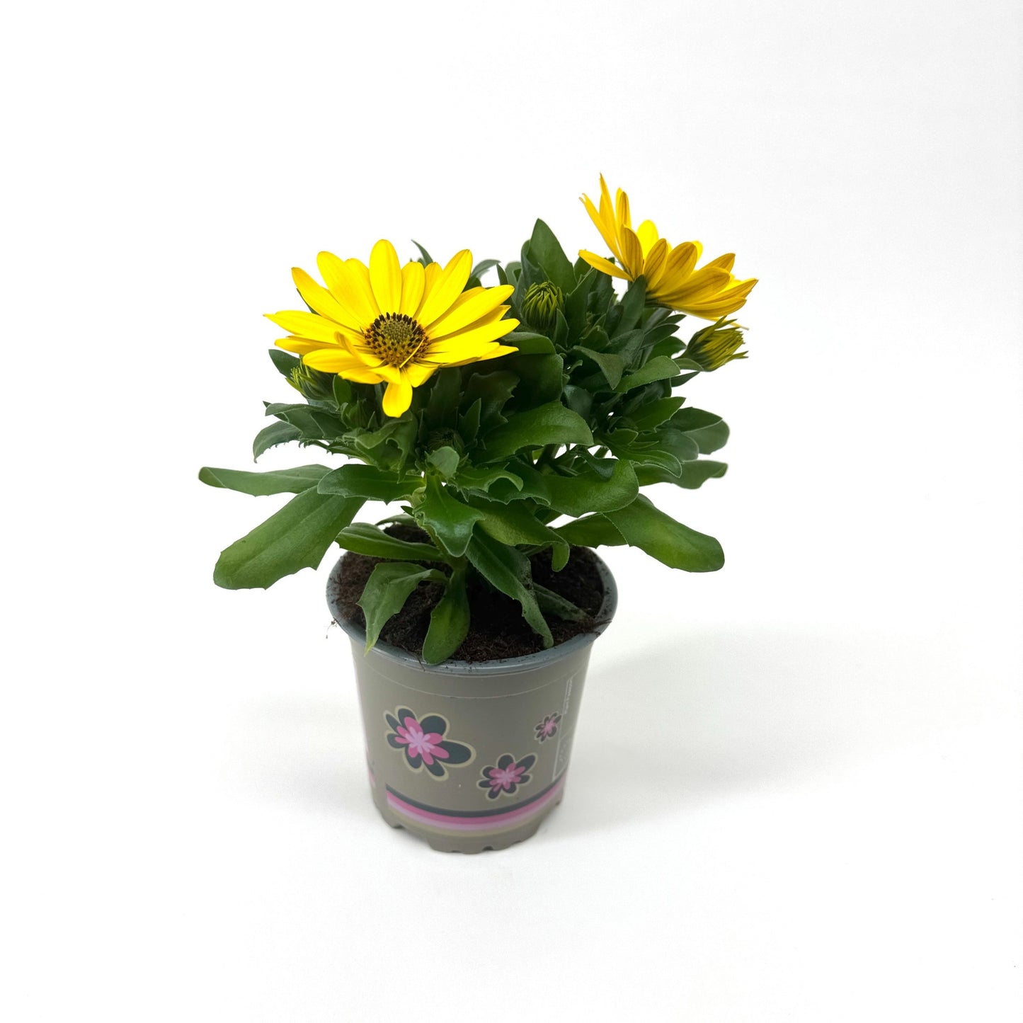 Osteospermum Margarita Yellow 22cm 11cm Pot