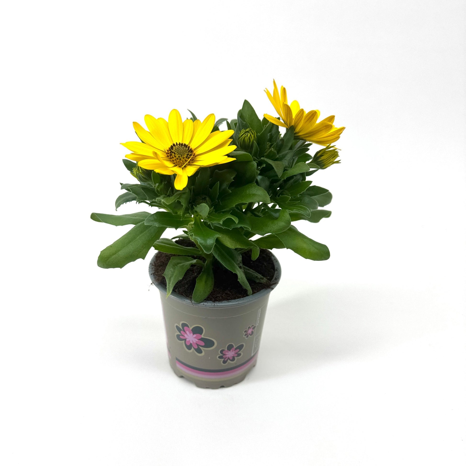 Osteospermum Margarita Yellow 22cm 11cm Pot
