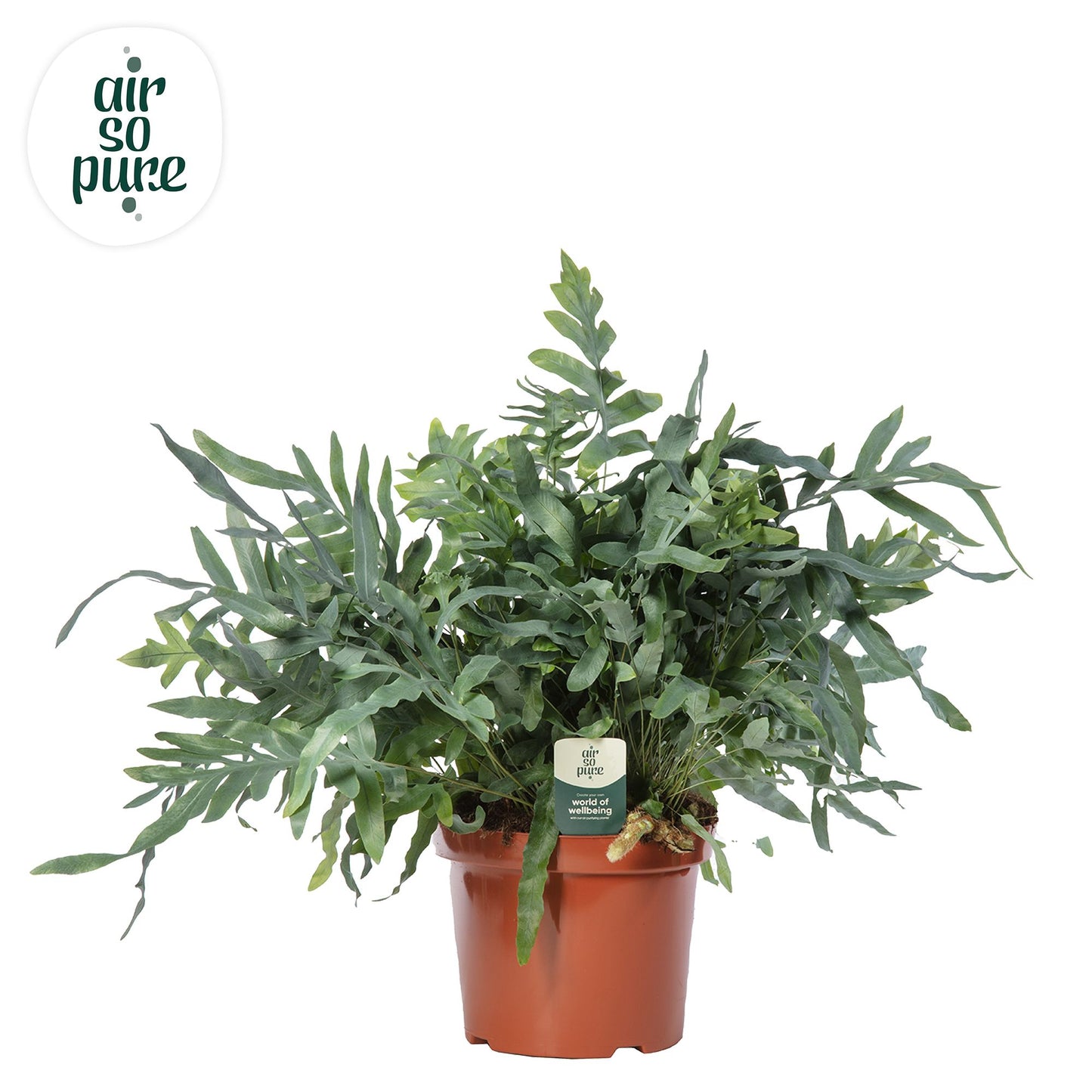 Phlebodium Blue Star 80cm 26cm Pot