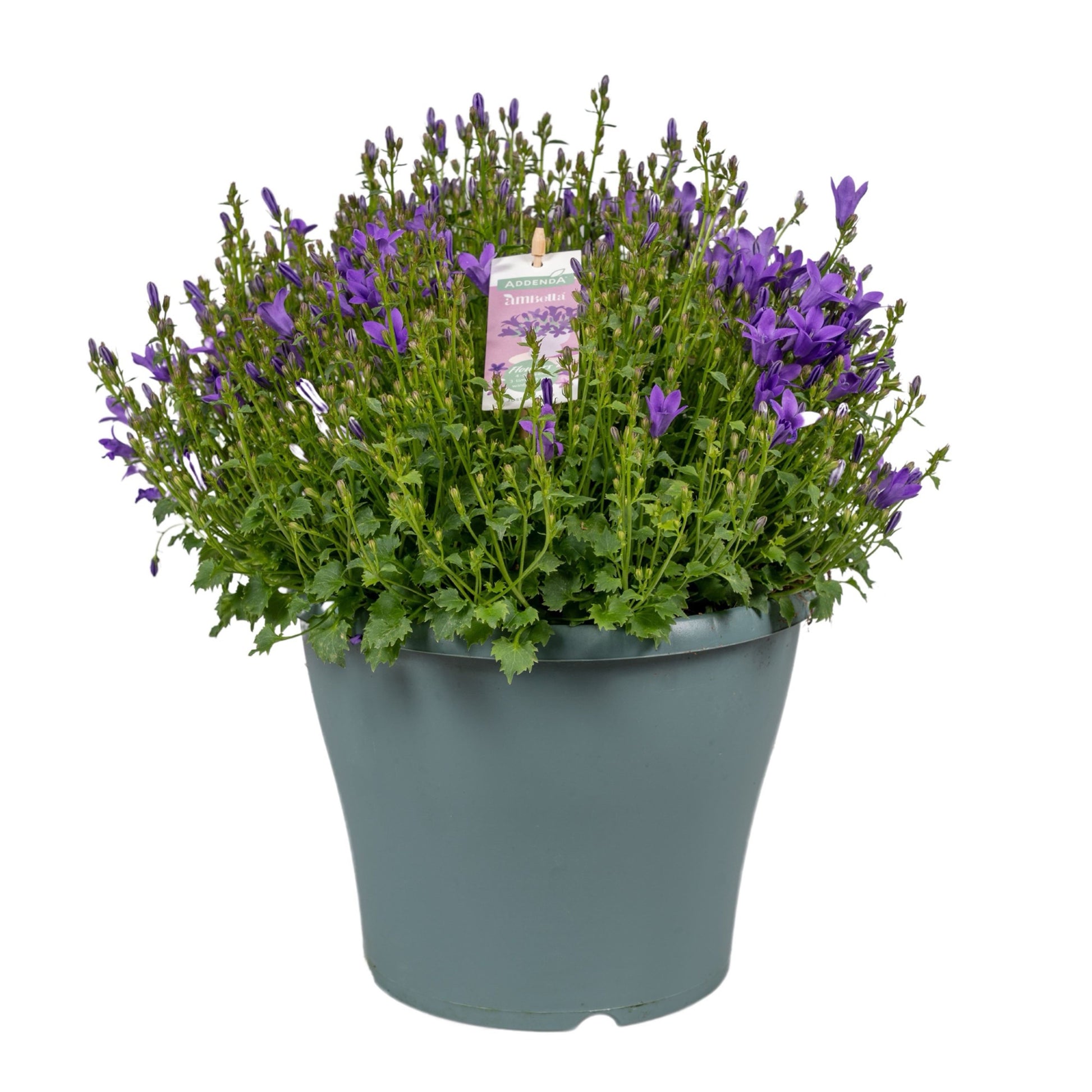 Campanula Ambella Intense purple 30cm 23cm Pot