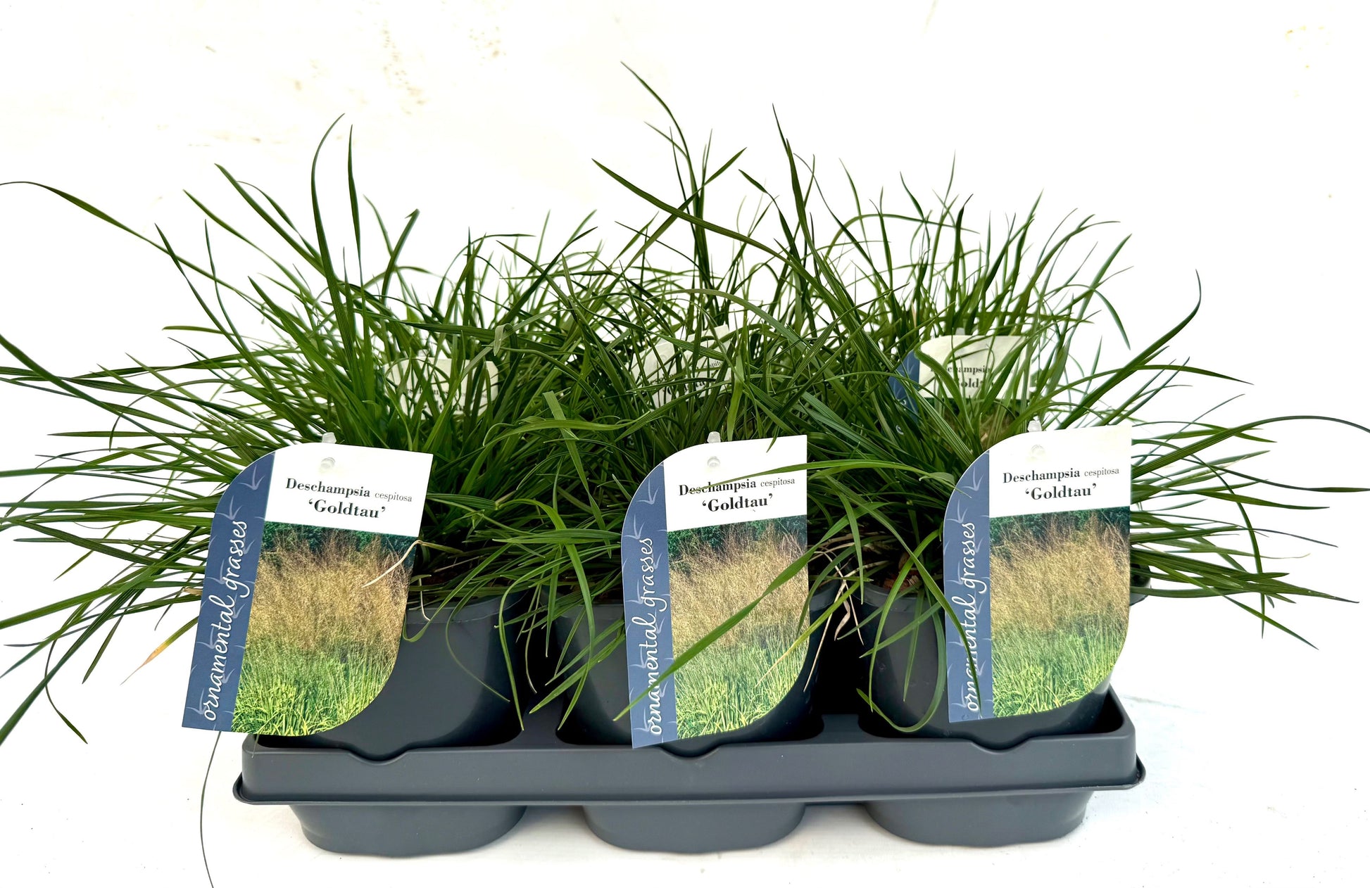 Deschampsia ces. Goldtau 15cm 17cm Pot