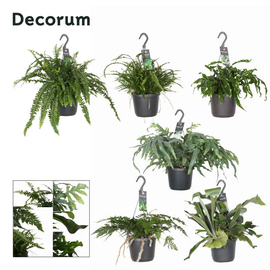 Ferns mix 45cm 17cm Pot