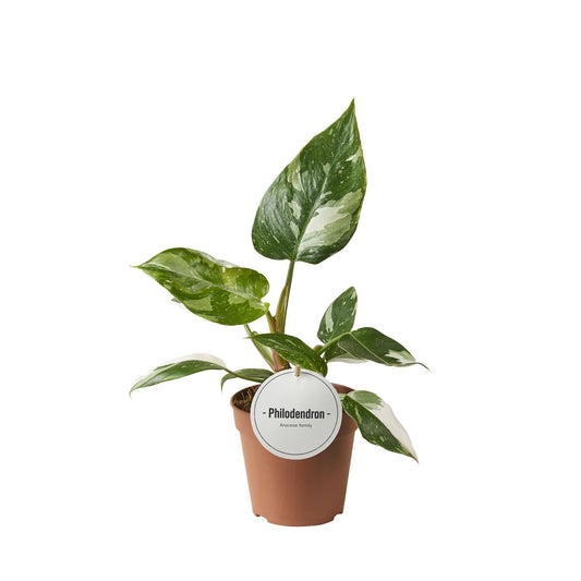 Philodendron White Princess 30cm 12cm Pot