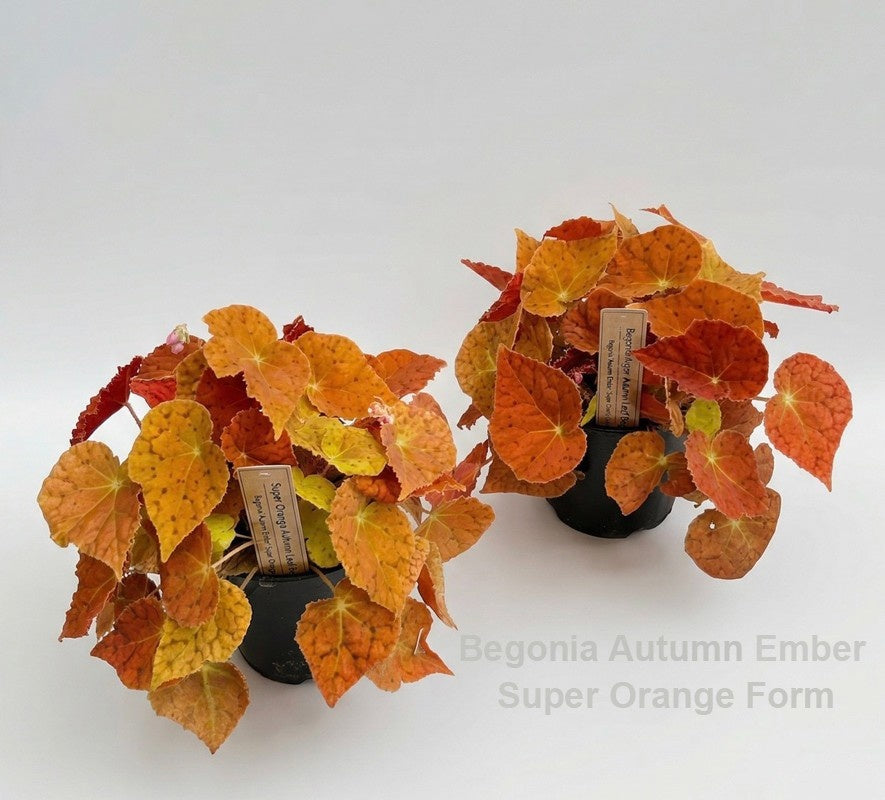 Begonia Autumn Ember 25cm 14cm Pot