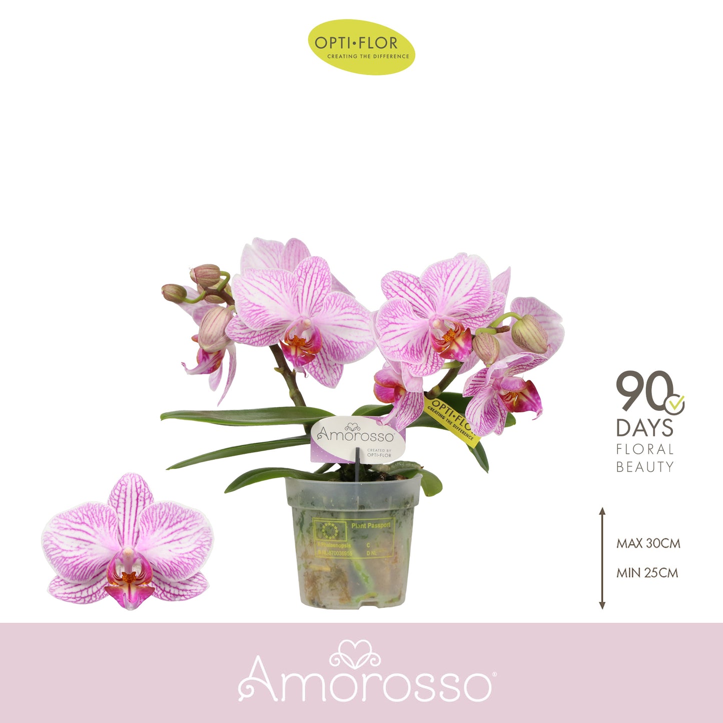 Phalaenopsis Amorosso Merlini 25cm 7cm Pot