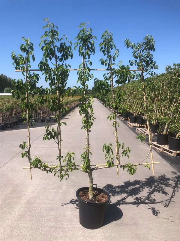 Pyrus communis 240cm 50cm Pot