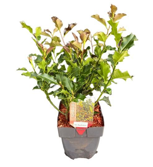 Ilex aquifolium 50cm 17cm Pot