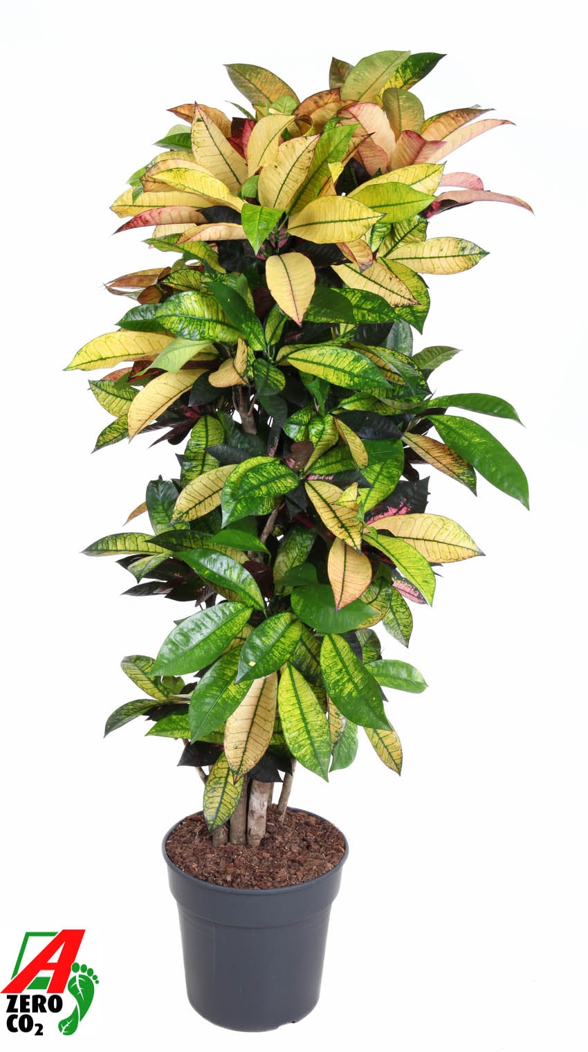 Codiaeum Mrs Iceton 140cm 31cm Pot