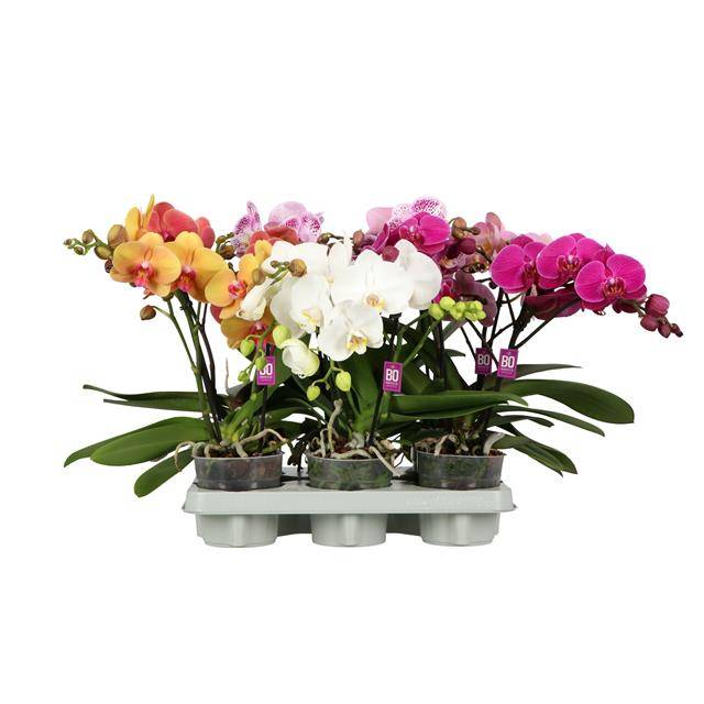 Phalaenopsis Tablo mix BO 40cm 12cm Pot
